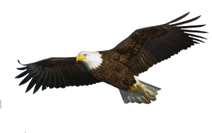 Weisskopfseeadler im Flug